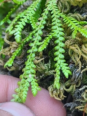 Selaginella douglasii