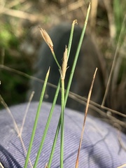 Schoenus sparteus
