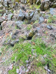 Selaginella douglasii