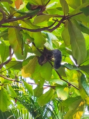 Sciurus yucatanensis