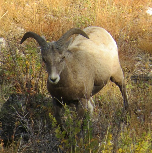 Bighorn Sheep photographed in South Dakota