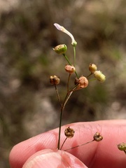Paranotis mitrasacmoides