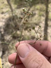 Paranotis mitrasacmoides