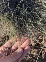 Muhlenbergia montana