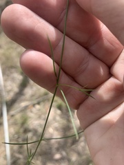 Paranotis mitrasacmoides