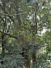 Lithocarpus kawakamii