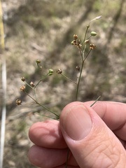 Paranotis mitrasacmoides