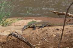 Varanus niloticus