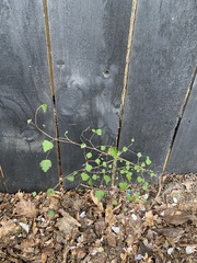 Plagianthus regius