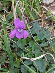 Viola odorata