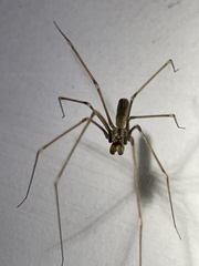 Pholcus opilionoides