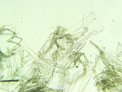 Trichoglossum