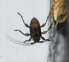 Leptostylopsis terraecolor