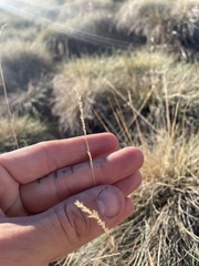 Muhlenbergia montana