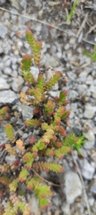 Sedum moranense
