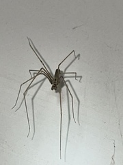 Pholcus opilionoides