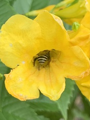Anthophora californica
