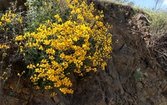 Calceolaria