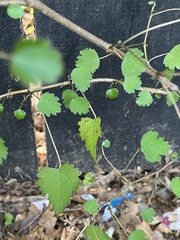 Plagianthus regius