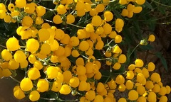 Calceolaria