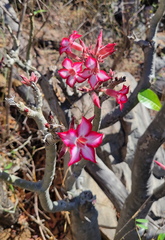 Adenium multiflorum