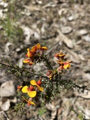 Dillwynia sericea