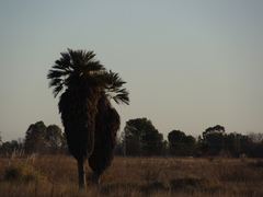 Trithrinax campestris