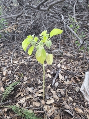 Physalis neomexicana
