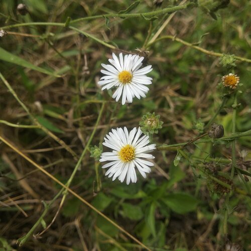 Psilactis asteroides