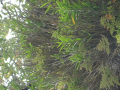Dendrobium chryseum