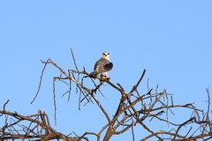 Elanus caeruleus caeruleus