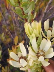Leucadendron foedum