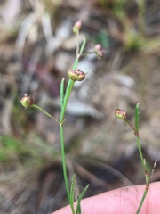 Paranotis mitrasacmoides