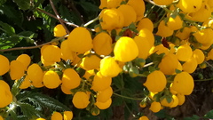 Calceolaria