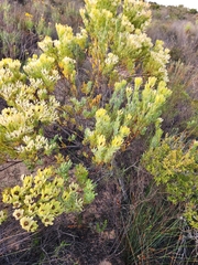 Leucadendron foedum