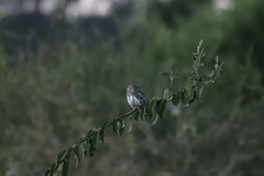 Glaucidium perlatum