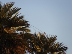 Trithrinax campestris