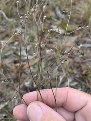 Paranotis mitrasacmoides