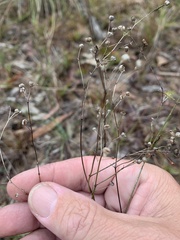 Paranotis mitrasacmoides