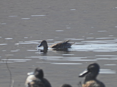 Anas crecca carolinensis