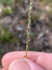 Digitaria gibbosa