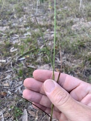 Digitaria gibbosa
