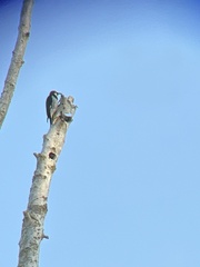 Melanerpes formicivorus