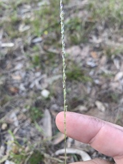 Digitaria gibbosa