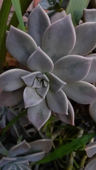Graptopetalum