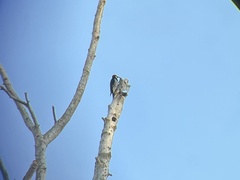 Melanerpes formicivorus