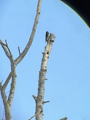 Melanerpes formicivorus