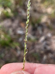 Digitaria gibbosa