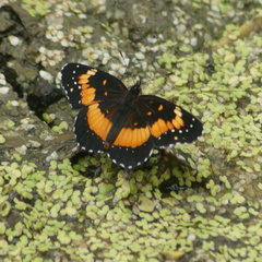 Chlosyne lacinia adjutrix