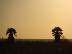 Trithrinax campestris